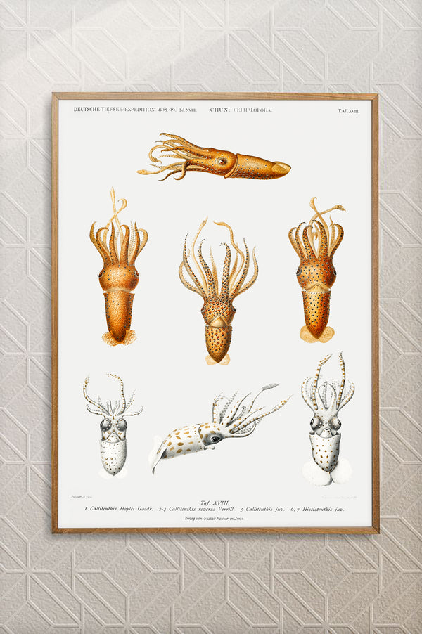 Vintage Wall Art - Squid Varieties Scientific Illustration